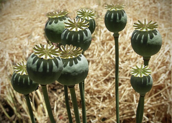 Mendocino Greeting Card featuring the photograph Opium Poppy Pods by Mendocino Coast Films