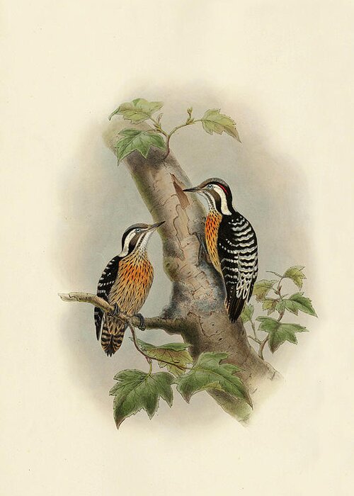 Woodpecker Greeting Card featuring the painting Orange-Breasted Pygmy Woodpecker by John Gould