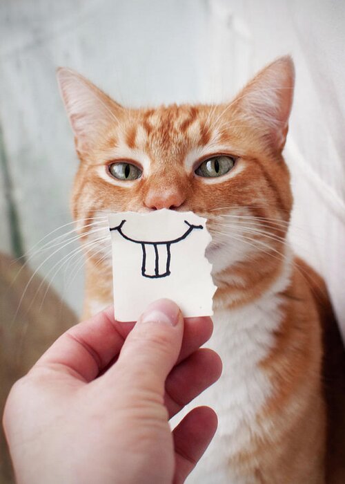 Pets Greeting Card featuring the photograph Orange Cat Face by Jtsiemer
