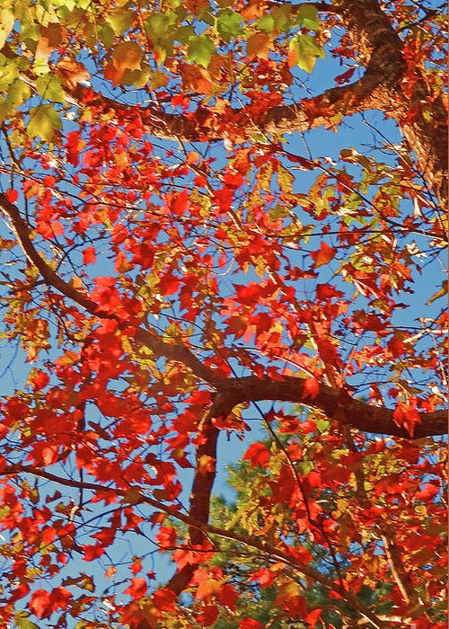  Greeting Card featuring the photograph Orange Leaves by Eunice Warfel