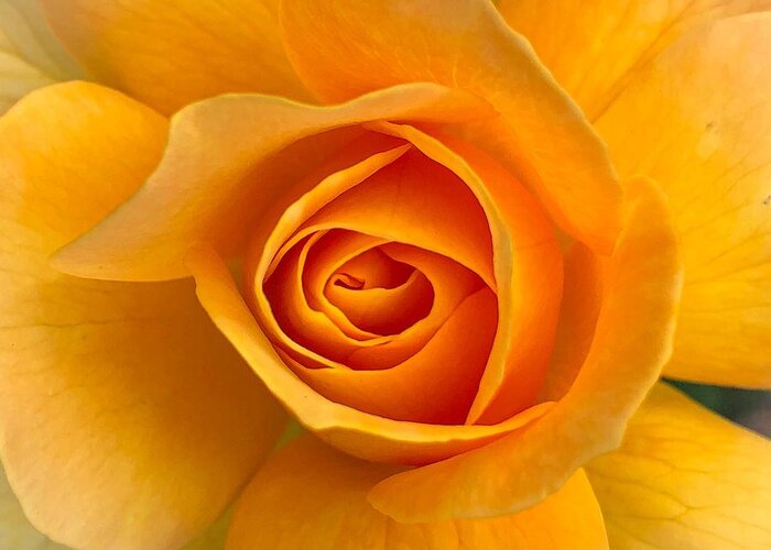 Flower Greeting Card featuring the photograph Orange Rose by Anamar Pictures