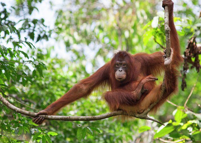 Suzi Eszterhas Greeting Card featuring the photograph Orangutan Resting In Tree by Suzi Eszterhas