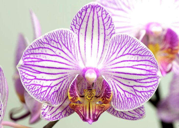 Orchid-2017-32 Greeting Card featuring the photograph Orchid-2017-32 by Gordon Semmens