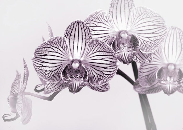 Orchid-2017-33bw Greeting Card featuring the photograph Orchid-2017-33bw by Gordon Semmens