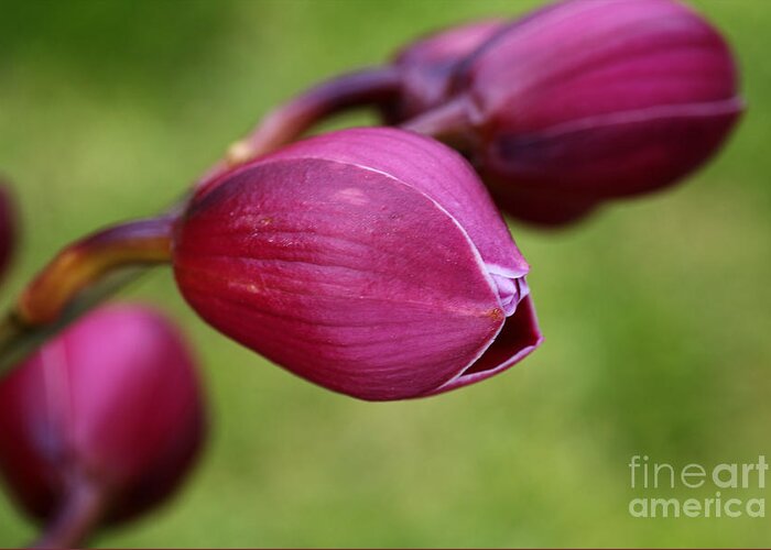 Asparagales Greeting Card featuring the photograph Orchid Buds by Joy Watson
