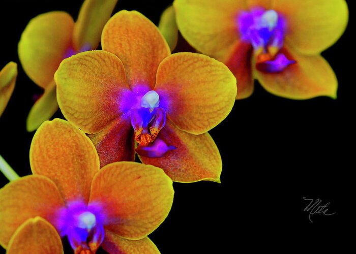 Orchid Greeting Card featuring the photograph Orchid Study Ten by Meta Gatschenberger
