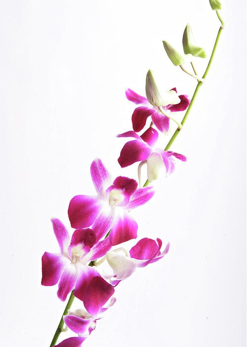 Holiday Greeting Card featuring the photograph Orchids by Falcatraz
