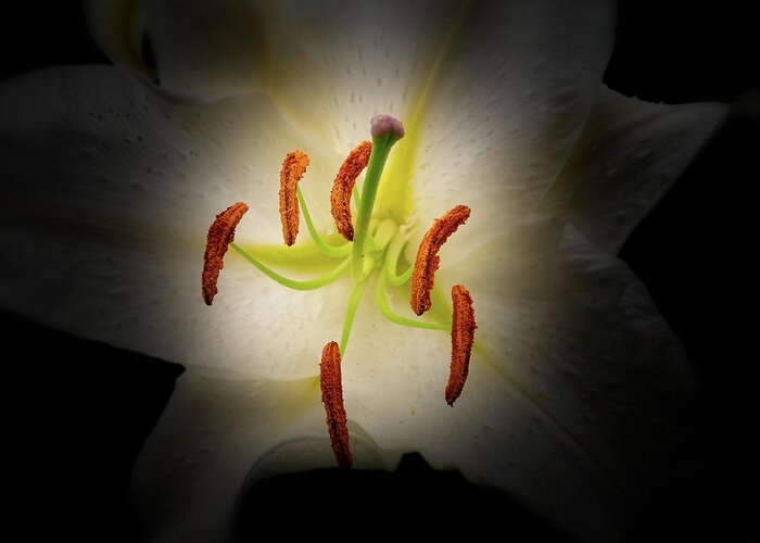 Oriental Greeting Card featuring the photograph Oriental Lily by Thomas Hall