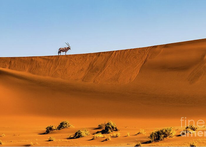 Gemsbok Greeting Card featuring the photograph Oryx on the dune, Namibia by Lyl Dil Creations