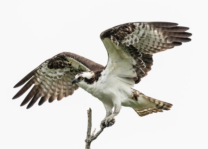 Osprey Greeting Card featuring the photograph Osprey 6773 by Pamela S Eaton-Ford