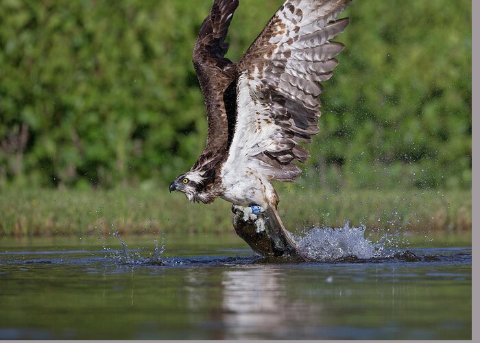 Osprey Greeting Card featuring the photograph Osprey Dragging Fish by Pete Walkden