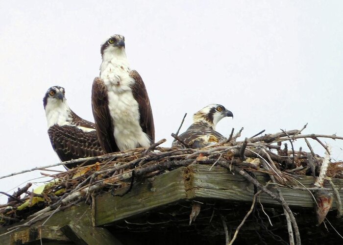 Birds Greeting Card featuring the photograph Osprey Family by Karen Stansberry