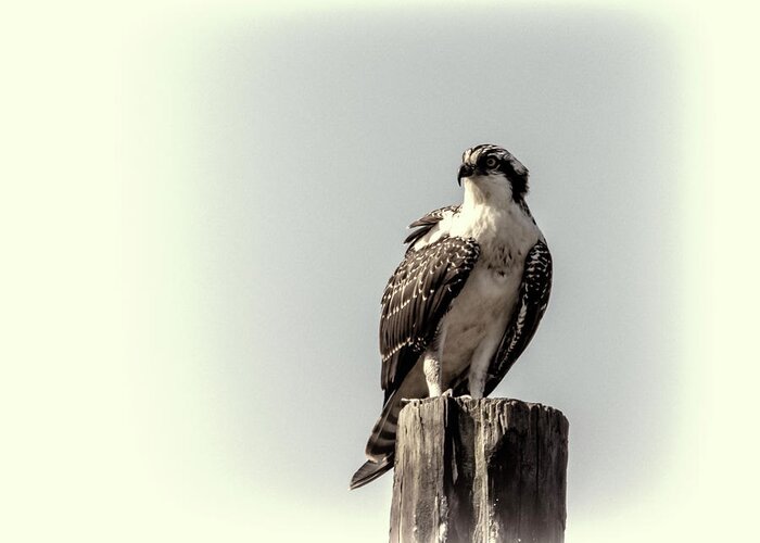 Osprey Greeting Card featuring the photograph Osprey in Sepia by Cathy Kovarik
