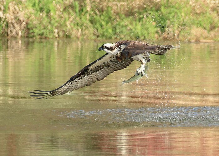 Osprey Greeting Card featuring the photograph Osprey With Fish by Steve McKinzie