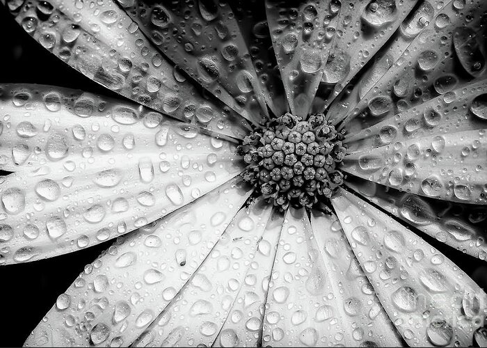 Garden Greeting Card featuring the photograph Osteospermum petals black and white with water by Simon Bratt