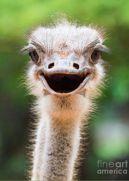 Big Greeting Card featuring the photograph Ostrich Head Closeup by Tratong