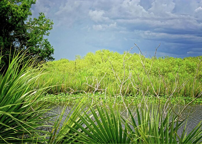 Florida Greeting Card featuring the photograph Out in the Sticks of the Everglades by Rebecca Carr