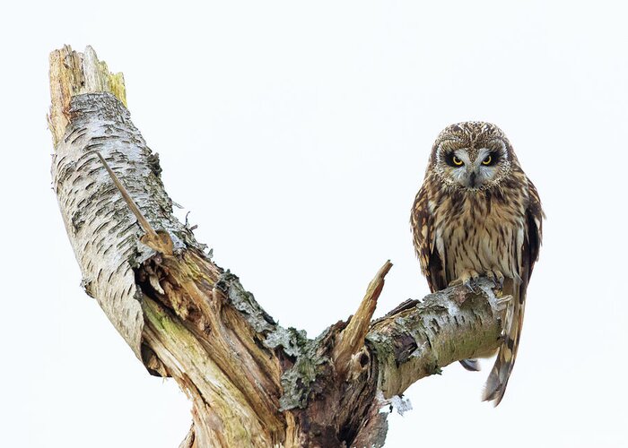 Eide Road Greeting Card featuring the photograph Owl on Tree Stump by Briand Sanderson
