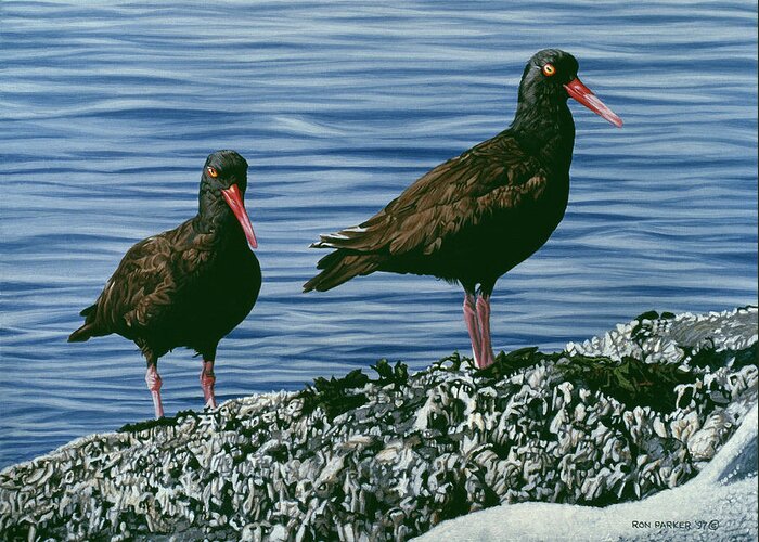 Two Oyster Catchers Wade Ashore. Greeting Card featuring the painting Oyster Catchers by Ron Parker