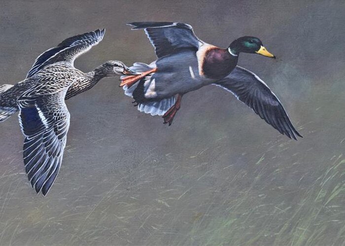 Wildlife Paintings Greeting Card featuring the painting Pair of Mallards Ducks by Alan M Hunt