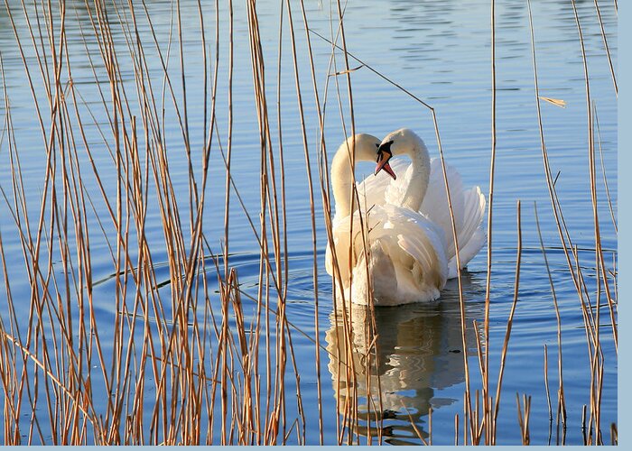Animal Themes Greeting Card featuring the photograph Pair Of Swans In Love by Itsabreeze Photography