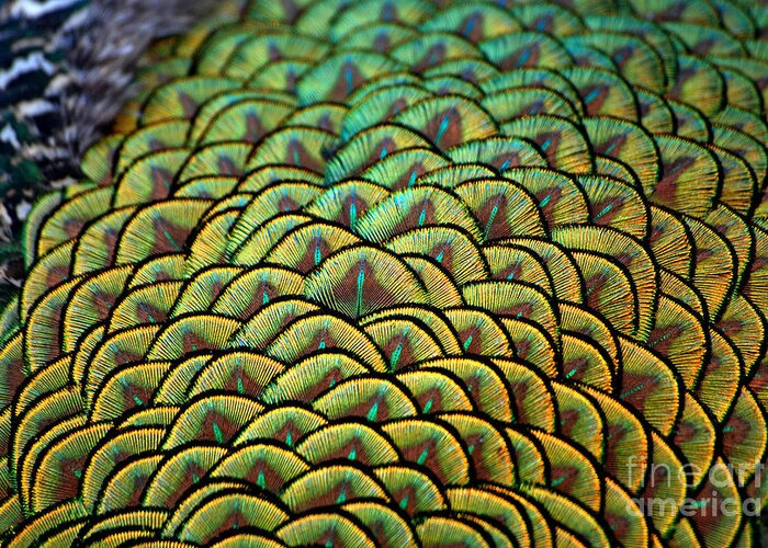 Peacock Greeting Card featuring the photograph Palm Feathers by Lorenzo Cassina