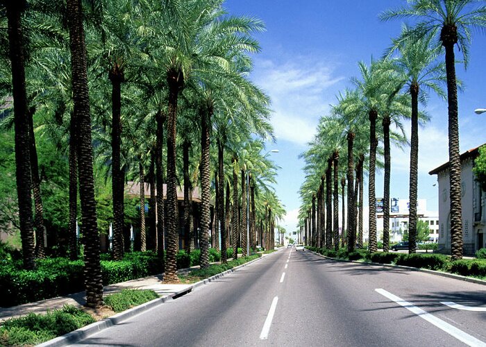 Scenics Greeting Card featuring the photograph Palm Tree Lined Street, Phoenix, Arizona by Hisham Ibrahim