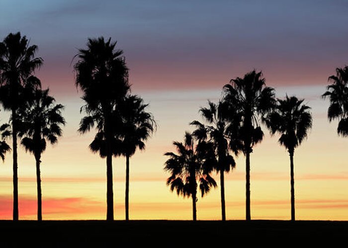 Panoramic Greeting Card featuring the photograph Palm Trees At Sunset by S. Greg Panosian