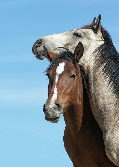 Horse Greeting Card featuring the photograph Pals by Kent Keller