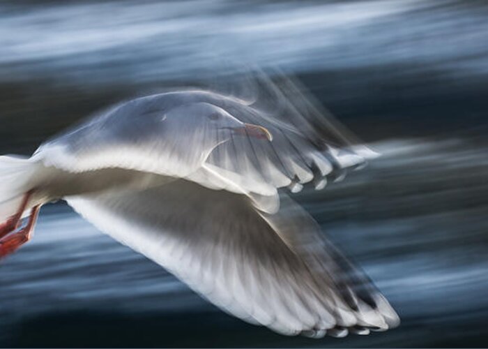 Panning Greeting Card featuring the photograph ...panning Gull... by Bjrn Fostad