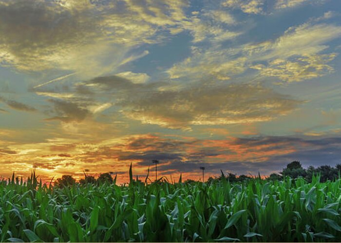 Sunset Greeting Card featuring the photograph Panoramic Cornfield Sunset by Jason Fink