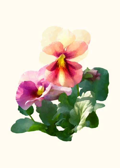 Pansy Greeting Card featuring the photograph Pansies in Sunshine by Susan Savad