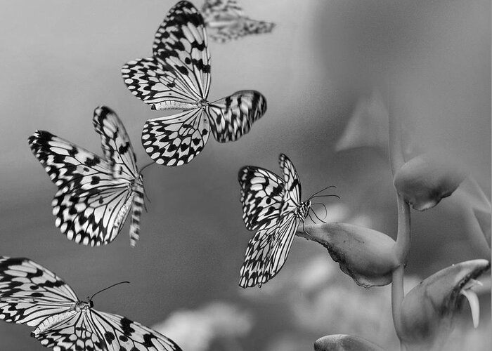 Disk1215 Greeting Card featuring the photograph Paper Kite Butterfly Swarm by Tim Fitzharris