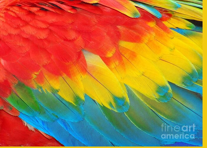 Feather Greeting Card featuring the photograph Parrot Feathers Red And Blue Exotic by Edelwipix