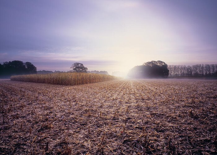 Dawn Greeting Card featuring the photograph Partly Harvested Corn Field At Dawn by Eschcollection