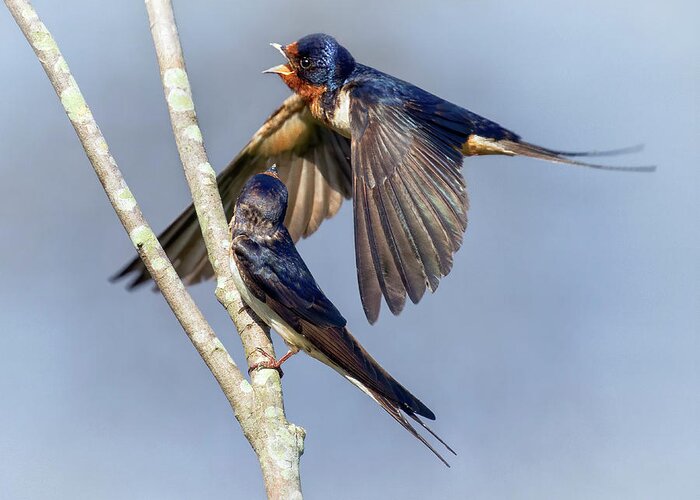 Swallow Greeting Card featuring the photograph Passing Argument by Art Cole