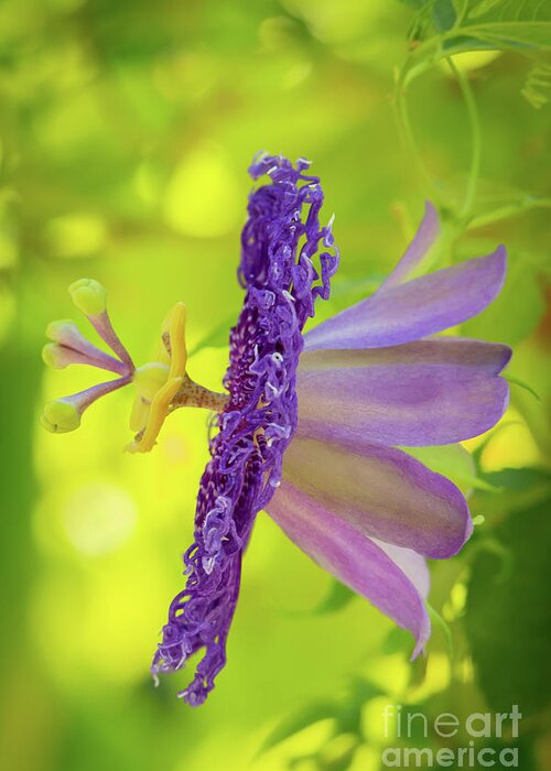 Artsy Greeting Card featuring the photograph Passionate Purple Passiflora by Sabrina L Ryan