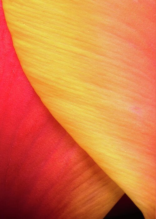 Tulip Greeting Card featuring the photograph Pastel Curve by Michael Hubley