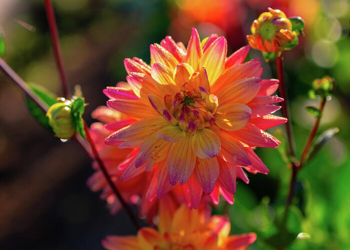 Dahlia Greeting Card featuring the photograph Pastel Perfection by Douglas Wielfaert