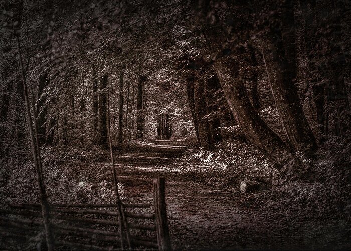 Path In Forest Greeting Card featuring the photograph Path In Forest #i0 by Leif Sohlman