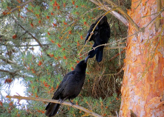 Corvus Brachyrhynchos Greeting Card featuring the photograph Pay attention to me by Jean Evans