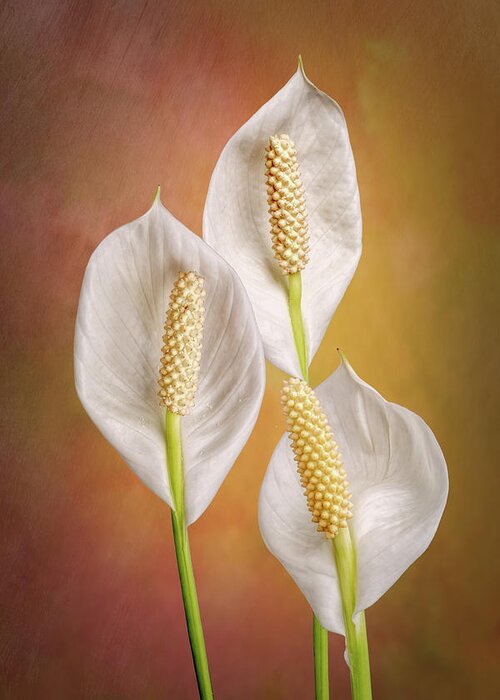 Lilies Greeting Card featuring the photograph Peace Lily Flowers by Tom Mc Nemar