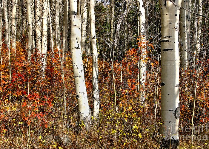 Fall Greeting Card featuring the photograph peaceful fall scene white black aspen trunks Populus tremuloides by Robert C Paulson Jr