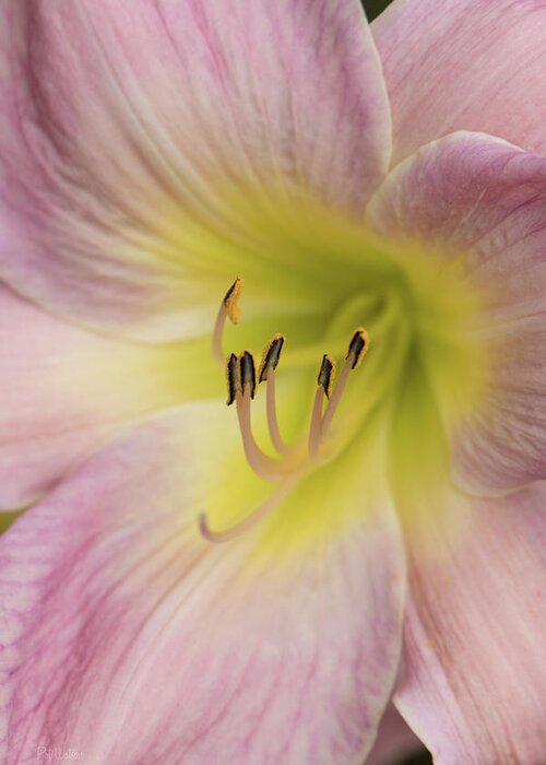 Flower Greeting Card featuring the photograph Peach Day Lily by Pat Watson