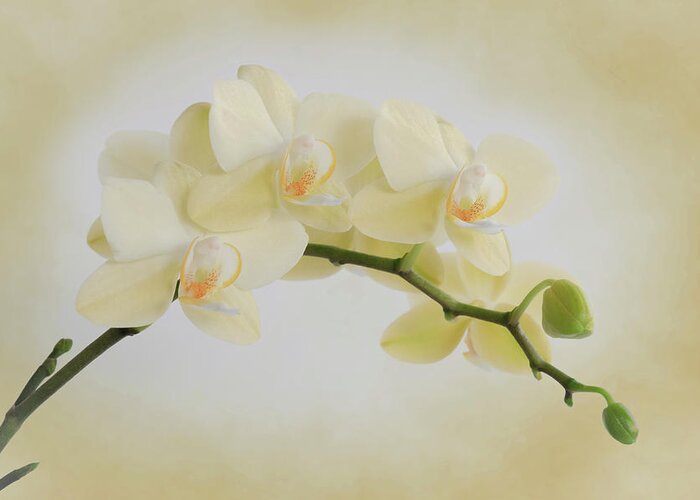 Flower Greeting Card featuring the photograph Yellow Cream Orchid Spray by Patti Deters