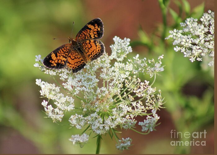 Pearl Crescent Butterfly Greeting Card featuring the photograph Pearl on Lace by Karen Adams