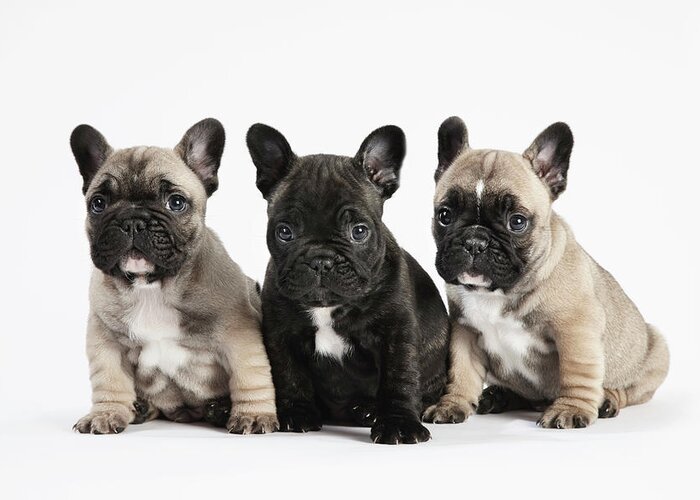 Pets Greeting Card featuring the photograph Pedigree French Bulldog Puppies In A by Andrew Bret Wallis