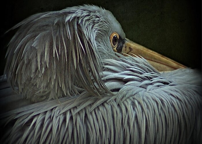 Animal Themes Greeting Card featuring the photograph Pelican by Bob Van Den Berg Photography