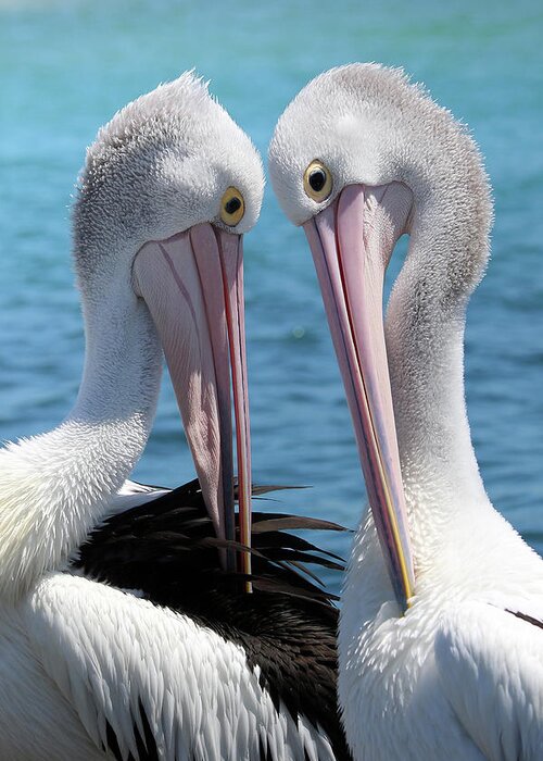 Pelican Love Greeting Card featuring the digital art Pelican love 06163 by Kevin Chippindall