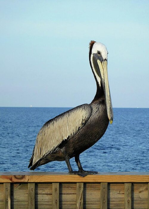Birds Greeting Card featuring the photograph Pelican Portrait II by Karen Stansberry